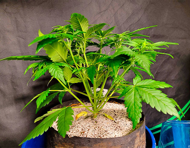 Куст Sweet Zenzation XL Auto от Sweet Seeds на 5 неделе