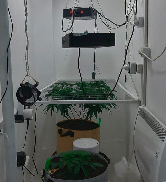 Выращивание сорта конопли Glue Sherbet