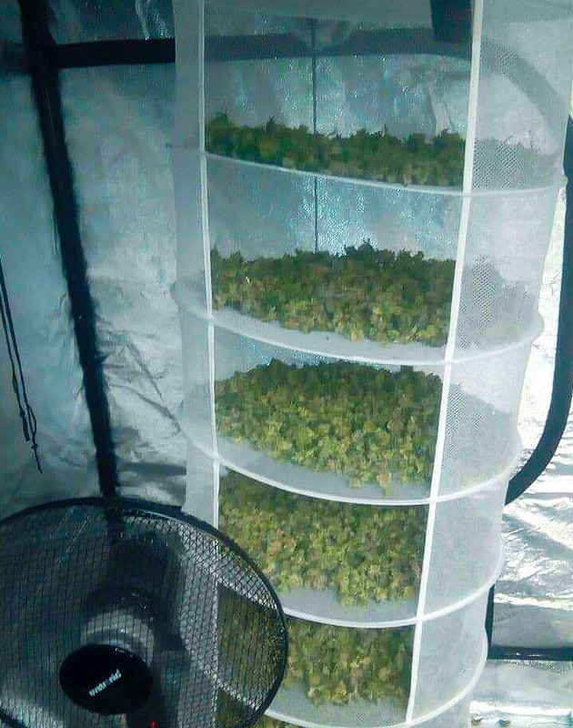 Сушка соцветий на ярусной сетке