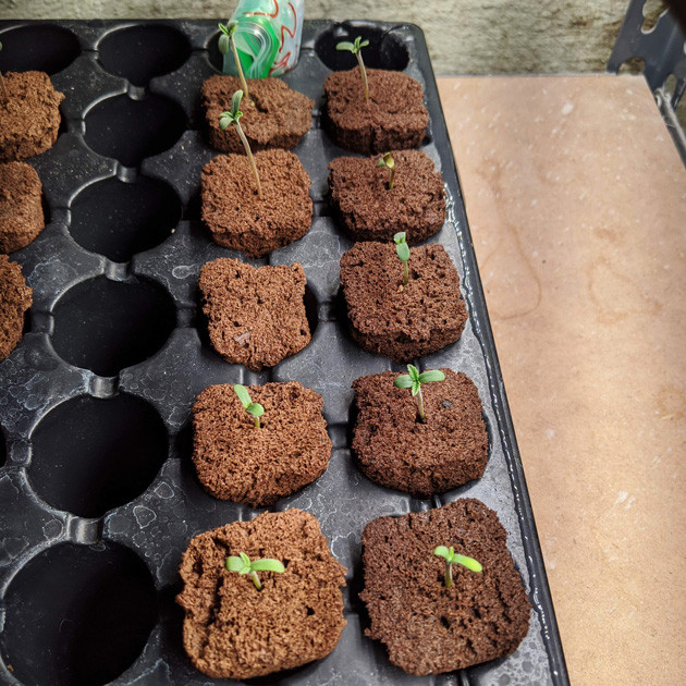 Проращивание семян конопли Girl Scout Cookies auto fem Ростки марихуаны Girl Scout Cookies auto fem