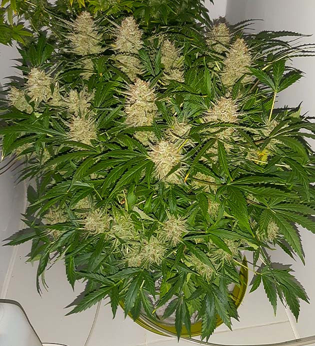 Полив и уход Bruce Banner Auto Удаление засохших листьев с Bruce Banner Auto