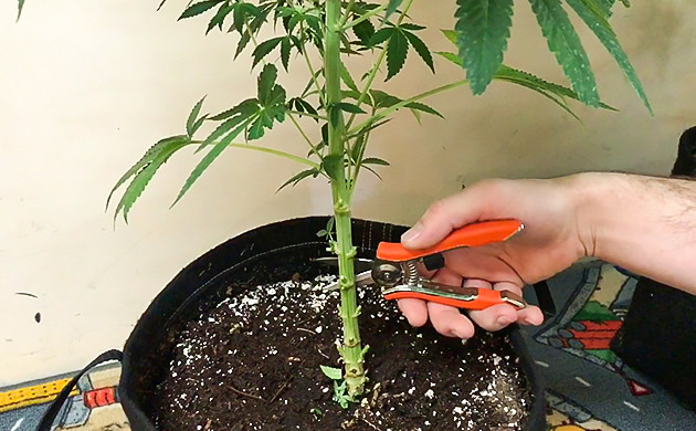 Техника лолипоппинг Обрезка нижних ветвей