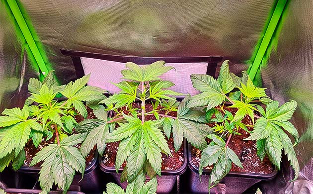 Переведение растишки на стадию цветения Куст Blueberry Hill от Herbies Seeds ростом 10 см