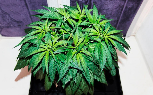 Переход к фазе цветения Растение ростом 25 см