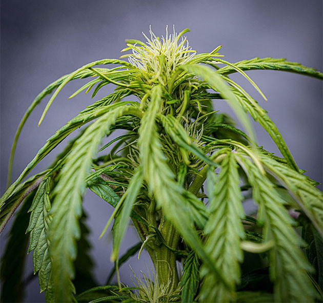 Третья неделя цветения Соцветие с белыми стигмами