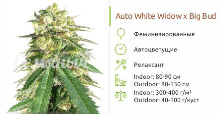 Сорт марихуаны Auto White Widow x Big Bud Auto White Widow x Big Bud от Female Seeds