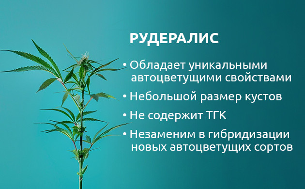 Каннабис рудералис: цветение независимо от света