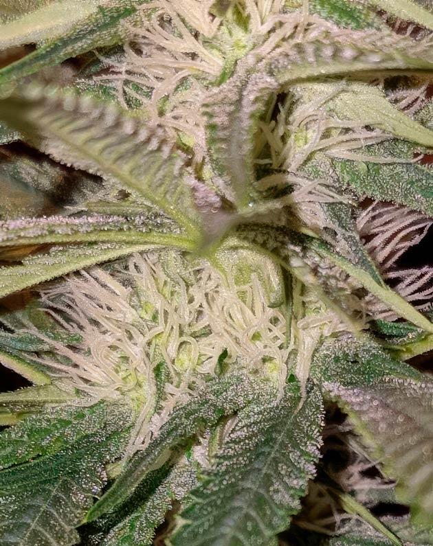 Куст Tropicana Cookies FF на 3 неделе цветения