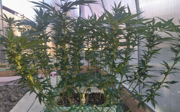 Конопля на 19 неделе роста