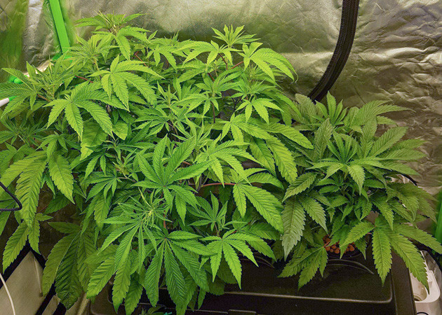 Пятая неделя выращивания Разница в размерах кустов