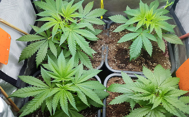 Кусты ростом 30 см после топпинга