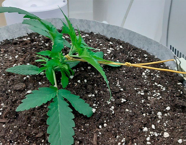 Стимуляция роста куста Glue Sherbet