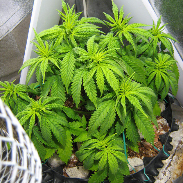 Куст 22 см после тренировок