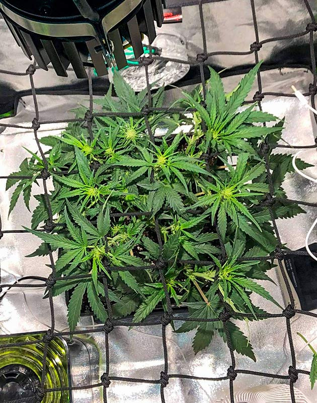 Конопля под сеткой ScrOG