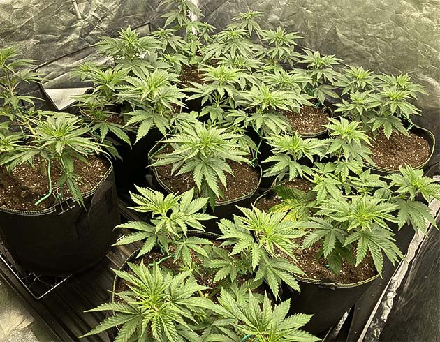 Куст Liberty Haze на 4 неделе выращивания