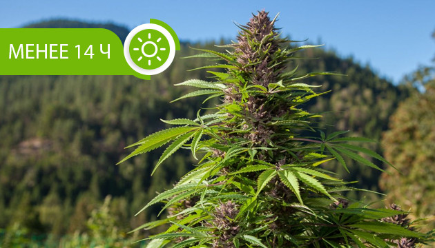 Продолжительность светового дня во время цветения Световой день менее 14 часов