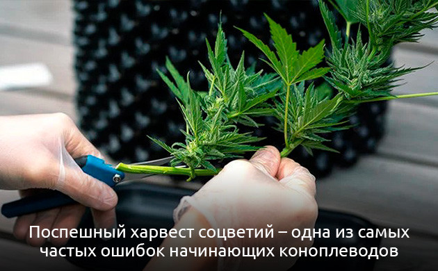 Ранний харвест