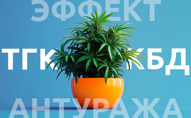 Роль терпенов в эффектах