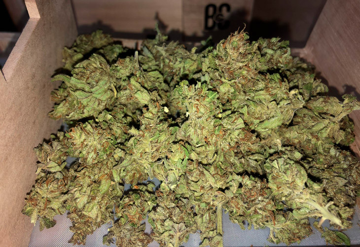 Состриженные соцветия Pineapple Express Auto