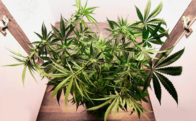 Применение суперкроппинга Подгибание верхушек куста каннабиса