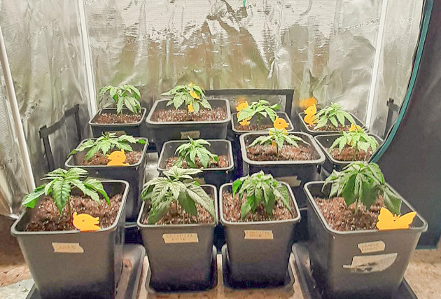 Проращивание семян Fullgas Первые недели роста Fullgas