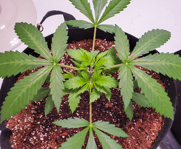 Обрезка верхушки куста каннабиса