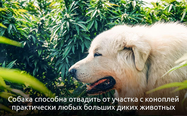 Естественные методы защиты конопли Натуральная защита каннабиса от животных и грызунов
