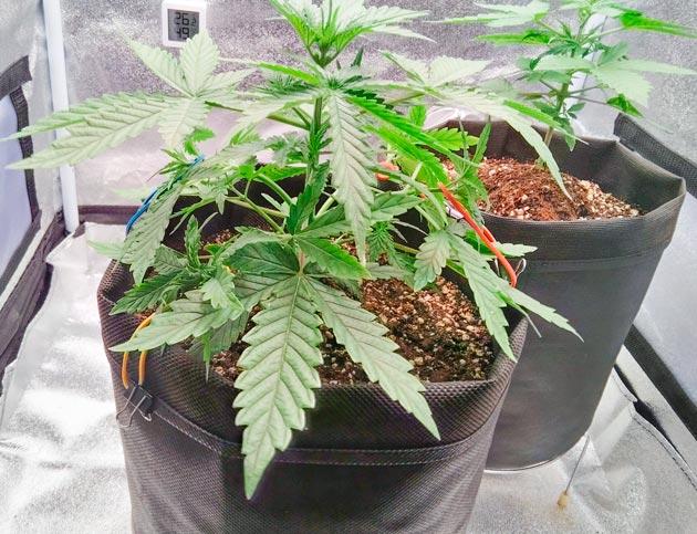 Небольшой перелив конопли Кусты Florida Sunrise Auto и Pink Rozay Auto на стадии вегетации