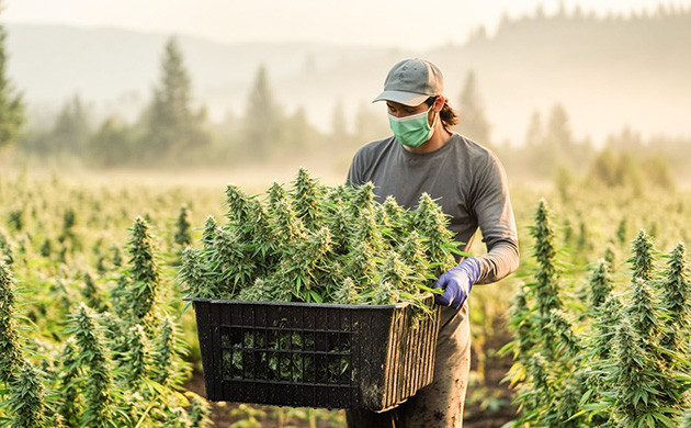 Автоцветы или быстрорастущие сорта каннабиса Автоцветущие или быстрорастущие сорта конопли