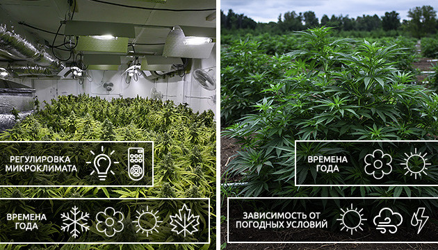 Условия выращивания в индоре и аутдоре