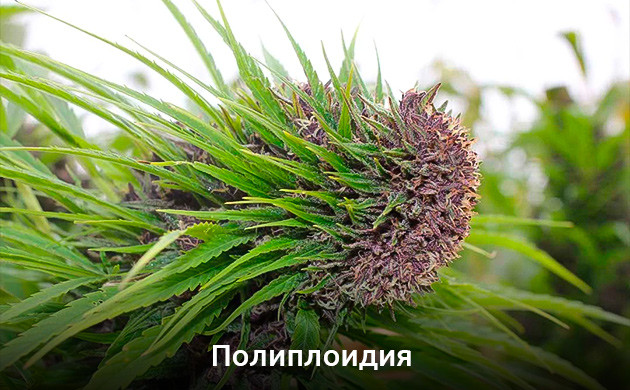 Полиплоидия конопли