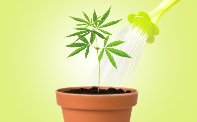 Полив куста на стадии вегетации