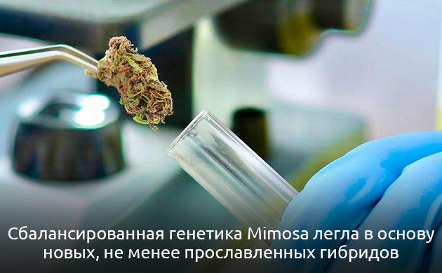 Генетика конопли Mimosa