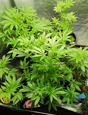 Куст конопли в гроубоксе