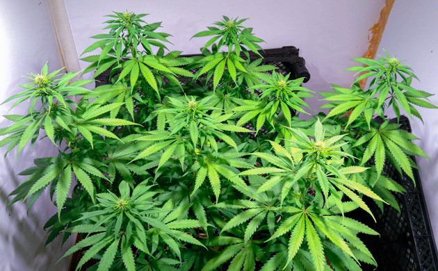 Смена освещения на 11 неделе выращивания Ветви с бутонами