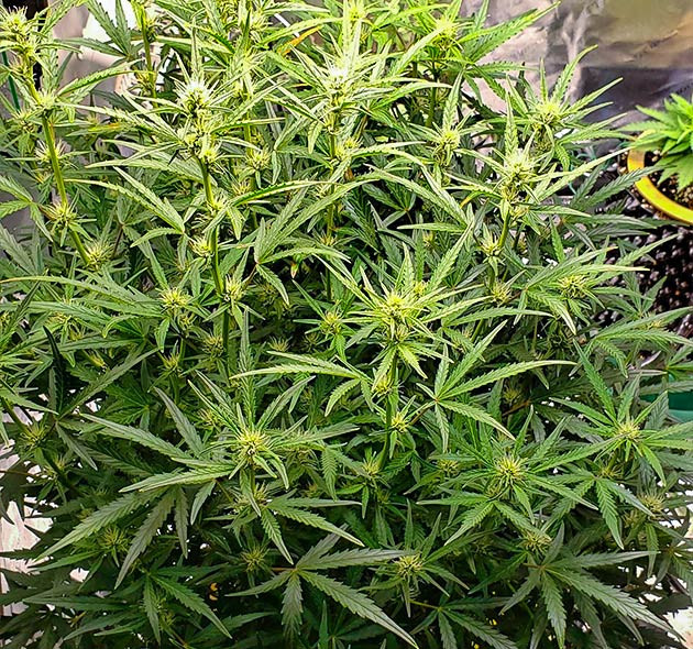 Куст выросший до 92 см