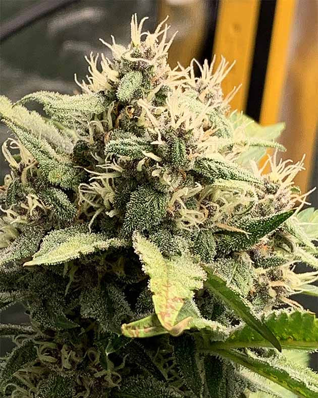 Цветение куста Purple Lemonade Auto