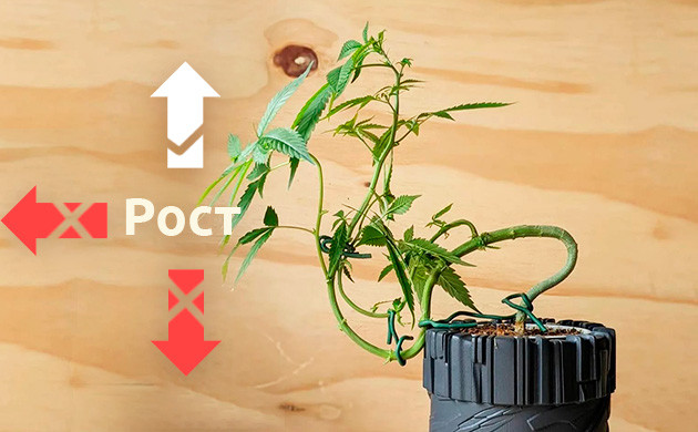 Форма куста каннабиса