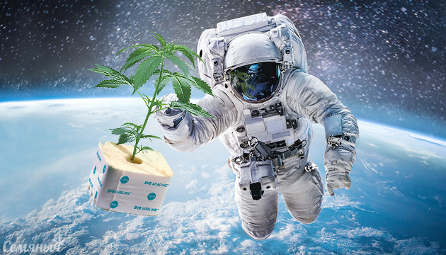 Выращивание конопли в космосе