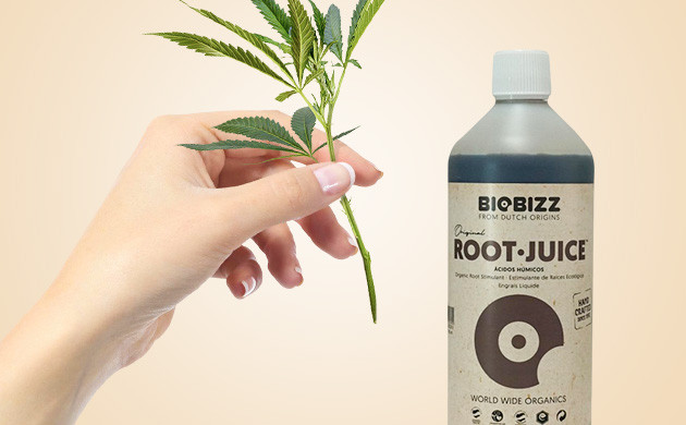 Жидкие стимуляторы для образования корней Использование жидкого стимулятора для черенка конопли