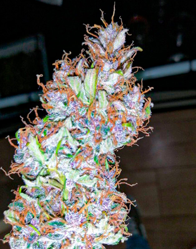 Харвест на 12 неделе выращивания