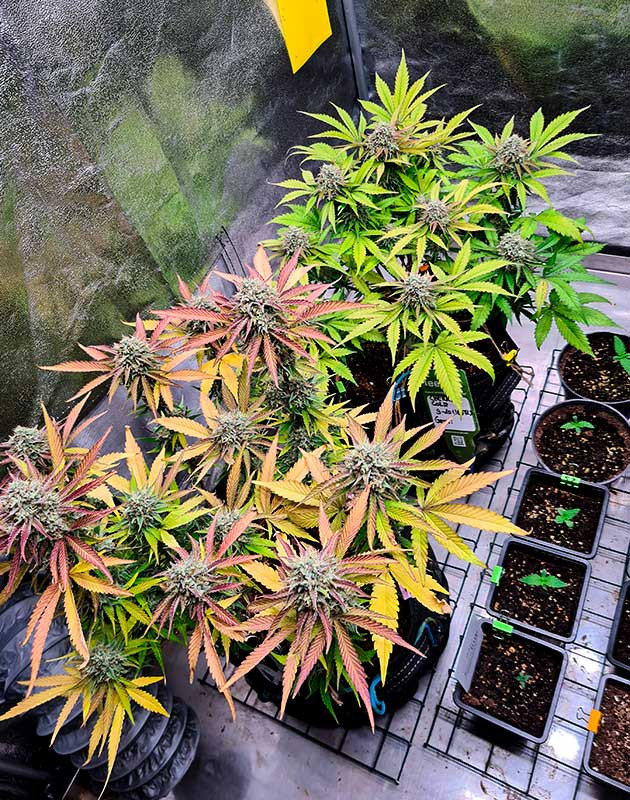 Сорт Cherry Cola Auto почти готов к харвесту