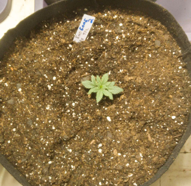 Росток End Game R2