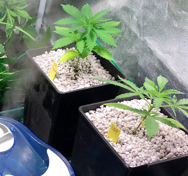 Куст на 2 неделе выращивания