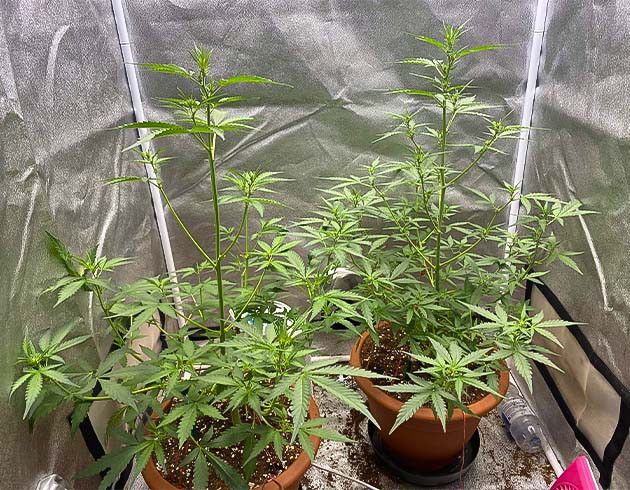 Подготовка куста Banana Purple Punch Auto к цветению Тренировка растения Banana Purple Punch Auto