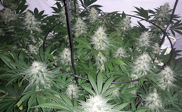 Проверка цвета трихом Куст Acapulco Gold с массивными шишками