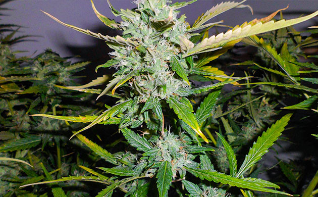 Соцветие с желтыми листьями