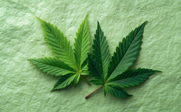 Бумага из конопли