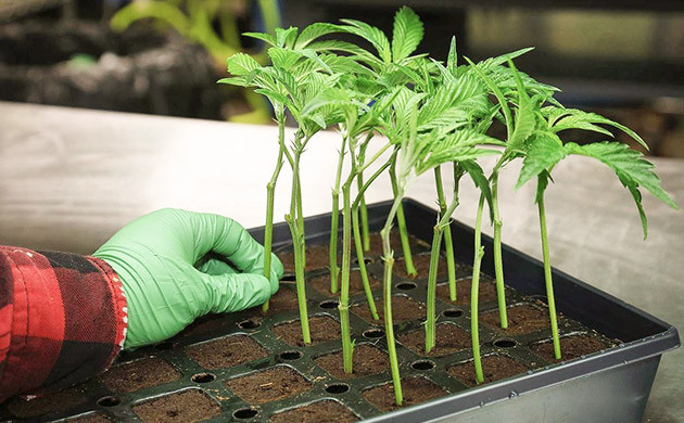 Клонирование позволяет сократить расходы Клоны конопли