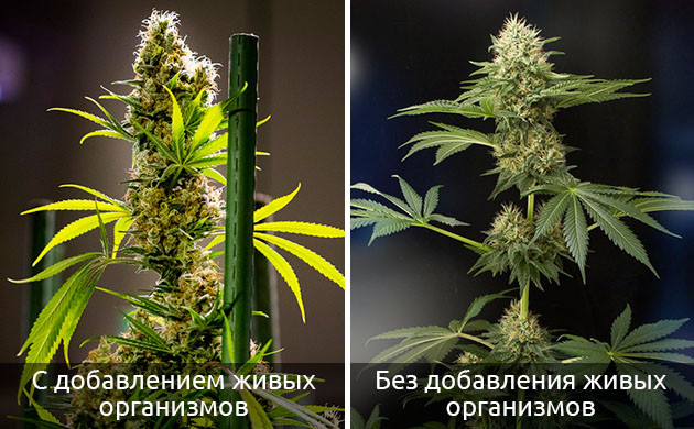 Живые почвенные добавки Добавки к живой почве и производство терпена